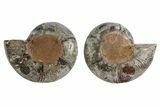 Black, Cut & Polished Ammonite - Crystal Filled #166730-1
